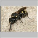 Nysson trimaculatus - Grabwespe 04c 7mm OS-Hasbergen Lehmhuegel.jpg